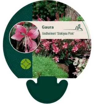 Praktgaura
